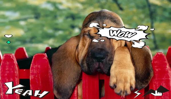 三角洲手机端有寻血猎犬吗(三角洲手机端有寻血猎犬这个角色吗?) 三角洲手机端有寻血猎犬吗(三角洲手机端有寻血猎犬这个角色吗?)