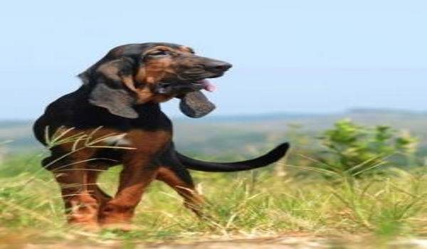 三角洲寻血猎犬补偿(三角洲行动寻血猎犬补偿多久到账?) 三角洲寻血猎犬补偿(三角洲行动寻血猎犬补偿多久到账?)